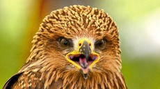 Schwarzmilan (4).jpg